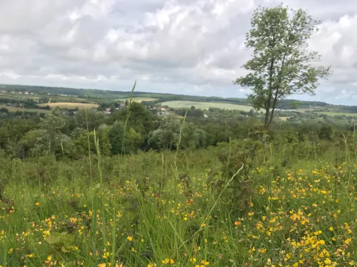 Broadham down view of wildflower meadow with countryside view below it