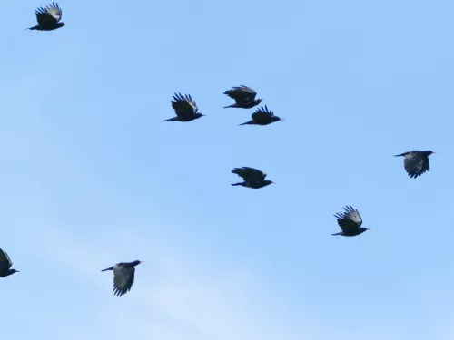 A group of chough flying across a blue sky.