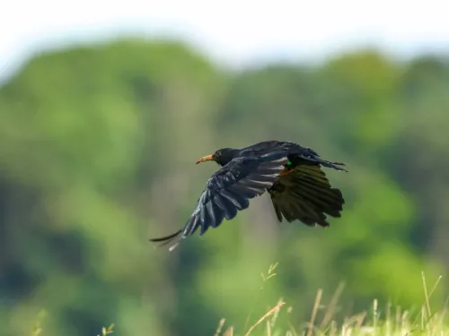 A single chough in flight.