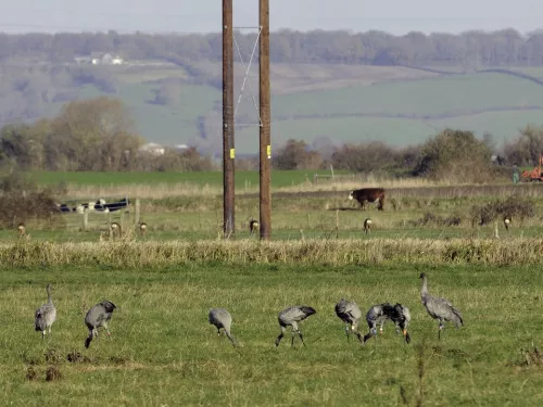 Cranes in a field