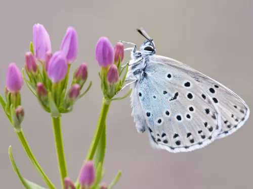 Large Blue Butterfly on flower