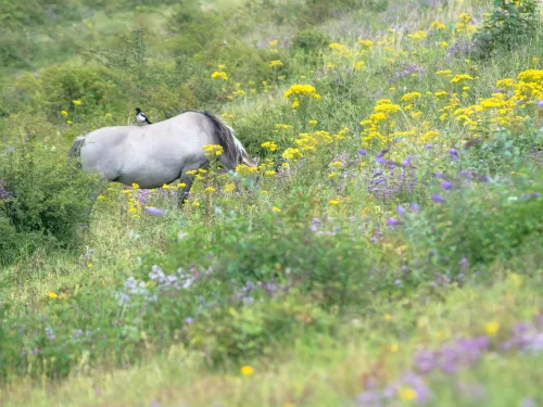 Nemo-Down-konik-ponies-grazing-with-magpie-on-back