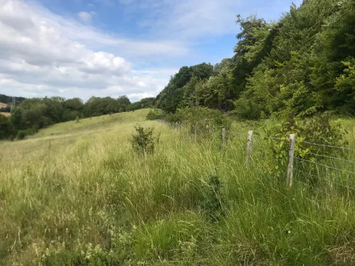 Quilters Wood grassland with fence