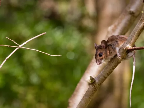 woodmouse facing down as it's perched on a branch