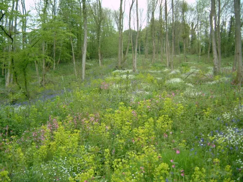 Yockletts bank showing young woodland with open light coming down to the floor carpeted by many wildflowers