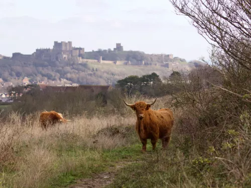 Highland Cow at Coombe Down with Dover Castle in background