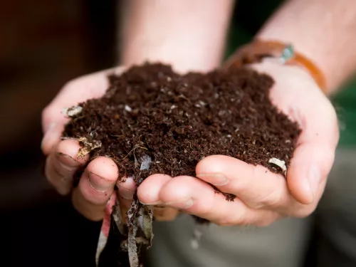 Two hands holding peat-free compost.