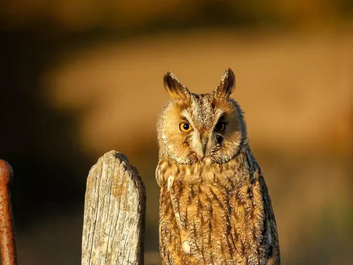 long-eared owl resting on a fence at dusk