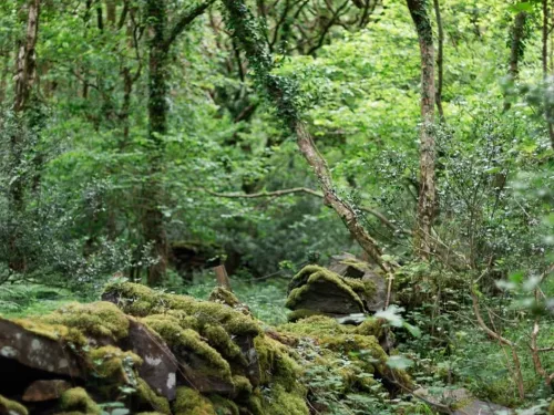 A mossy stone wall surrounded by ferns and trees.