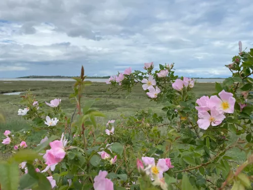 South swale nature reserve, view of the sea obscured slightly by the foliage of wild roses in the foreground