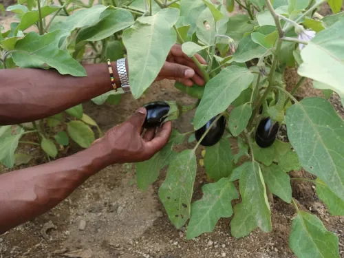 A person tending to aubergines in an urban garden.