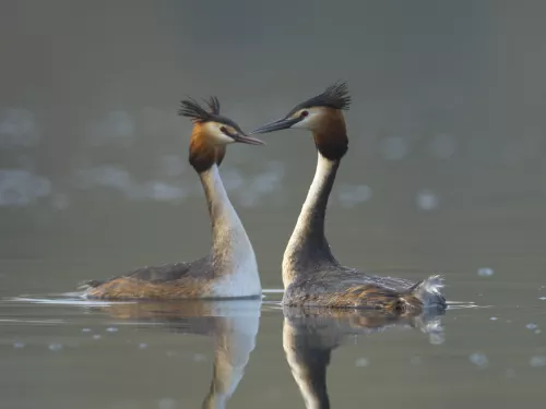 two grebes facing each other while swimming in a lake