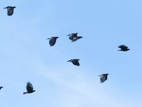 several chough in flight against blue sky