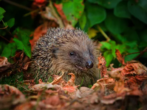 a hedgehog hiding in autumn leaves