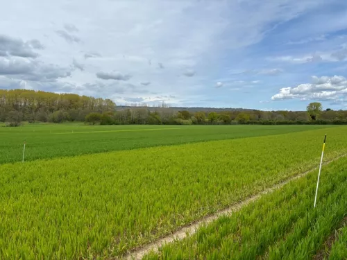 Nitrogen plots