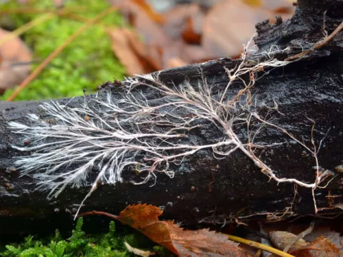 Root fungi as part of mycorrhizal network