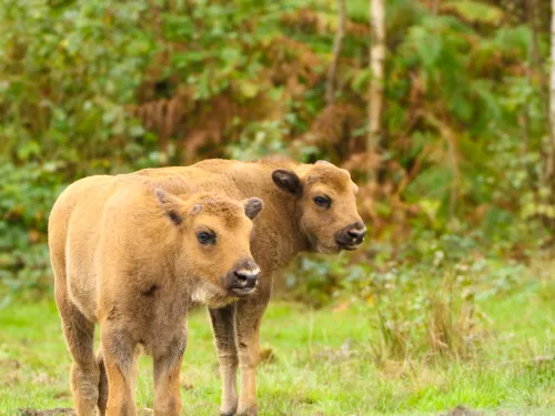 Two bison calves in the woodland