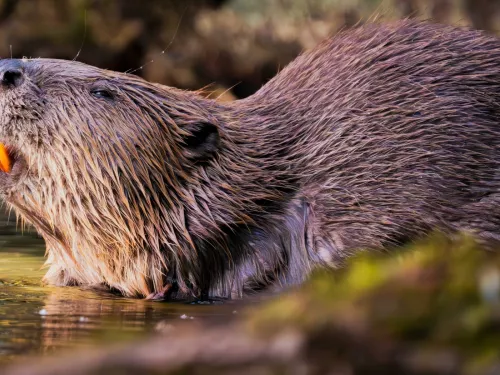 A beaver sun bathing on a riverbank.