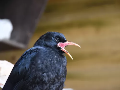 chough in aviary with mouth open