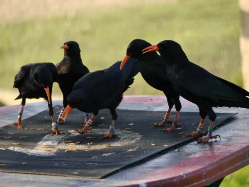 5 choughs standing on block at feeding station