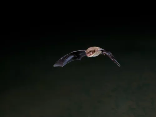 A Daubentons bat flying through the dark night sky.