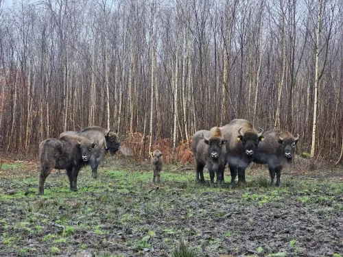 The bison herd at the Blean, with a calf in the middle.