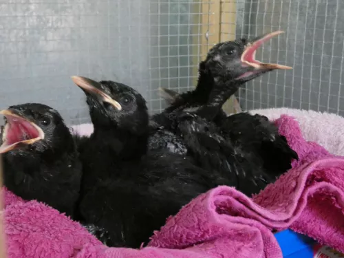 chough chicks at 24 days old