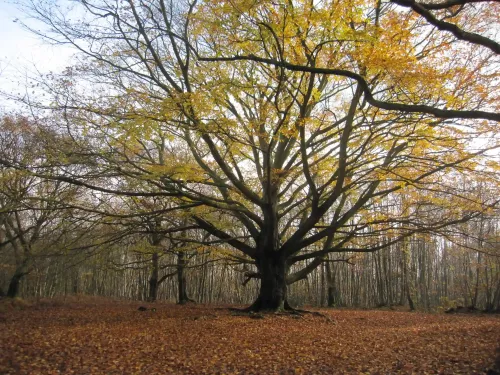 Grandfather Beech Tree at Denstead Wood