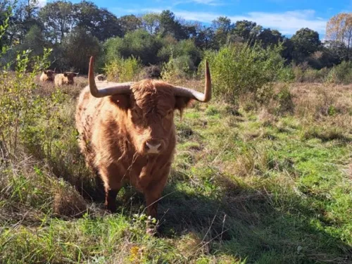 A highland cow standing at Hothfield Heathland.