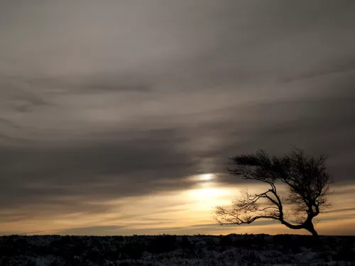 A windswept tree against a misty sky with the sun peeking through.