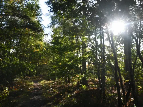 Sun shining through trees on a footpath at West Blean and Thorndon Woods