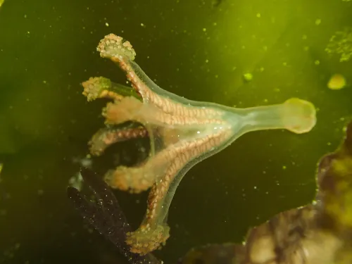 Calvadosia campanulata - stalked jellyfish by Mark Bretherton