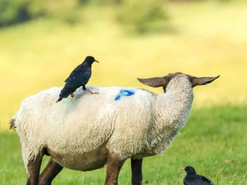 chough on a sheep