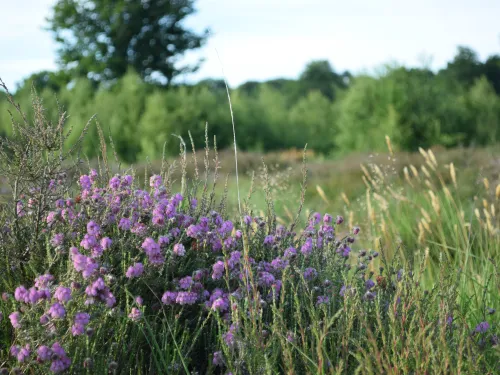 Cross leaved heath at Hothfield Heathlands