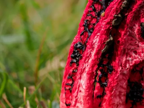 Stinkhorn