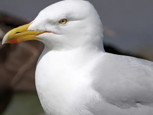 A Herring Gull – our most typical "seagull" in the UK.