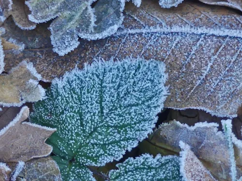 Winter Leaves