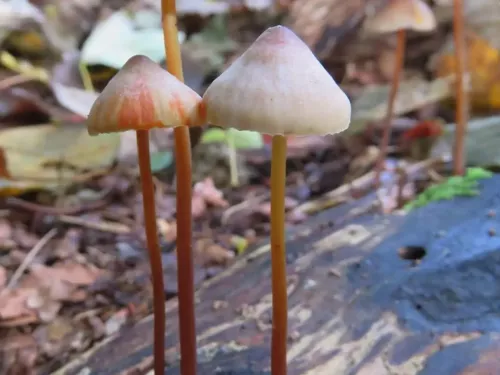 Saffron drop fungi growing from dead wood.