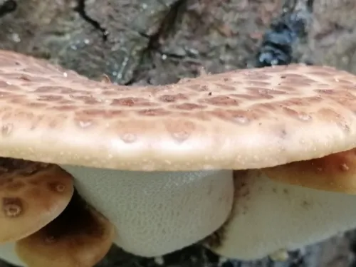 Dryad's saddle