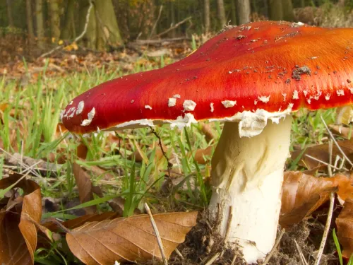 A bright red Fly Agaric mushroom.