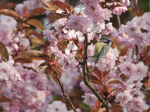 garden blue tit in blossom