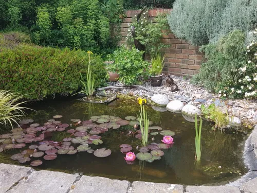 Pond in garden