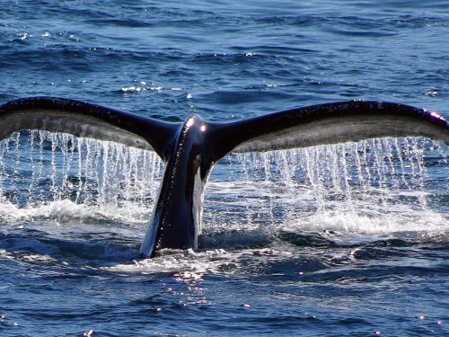 Humpback Whale