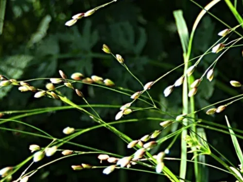 Drooping Wood Melick grass.