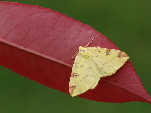 A yellow brimstone moth on a red leaf