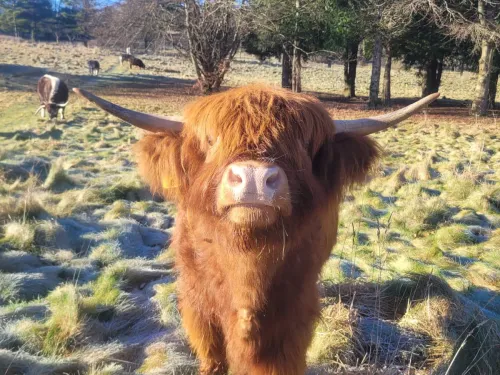 A Highland looking straight towards the camera