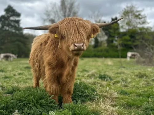 A Highland looking straight towards the camera