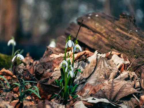 White flower amongst autumn leaves in woods