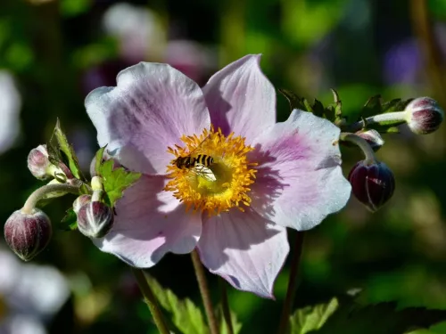 A common banded hoverfly on a pink flower.