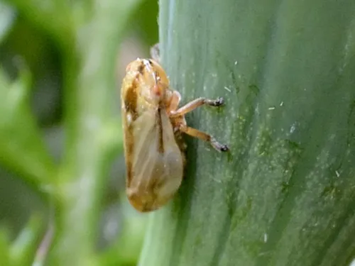 A common froghopper on a plant stem.